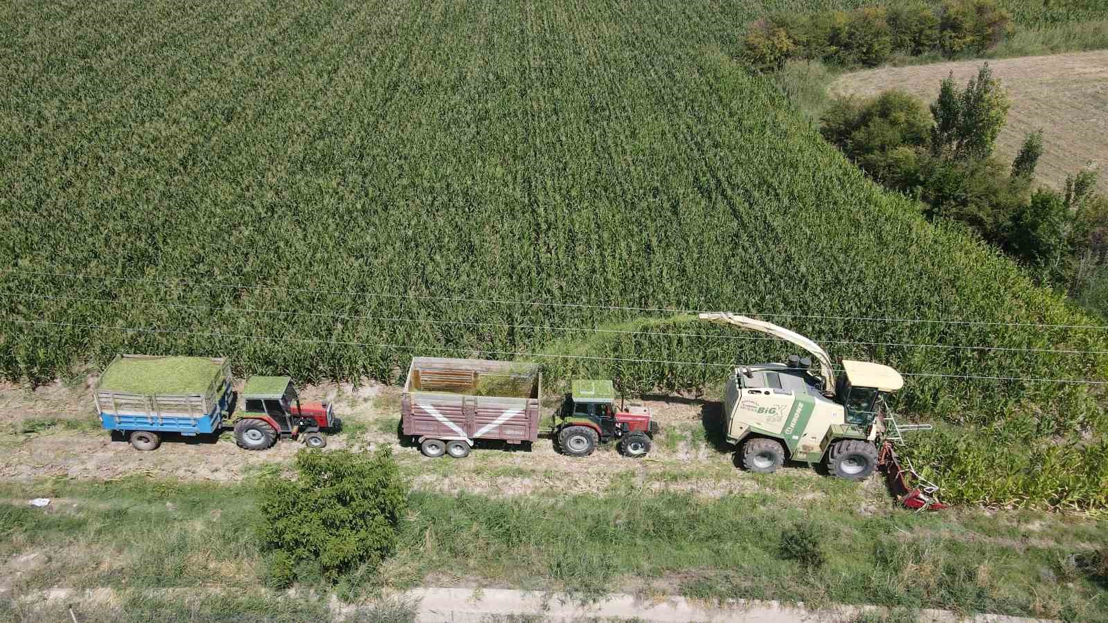 Erzincan Ovası’nda silajlık mısır hasadı sürüyor