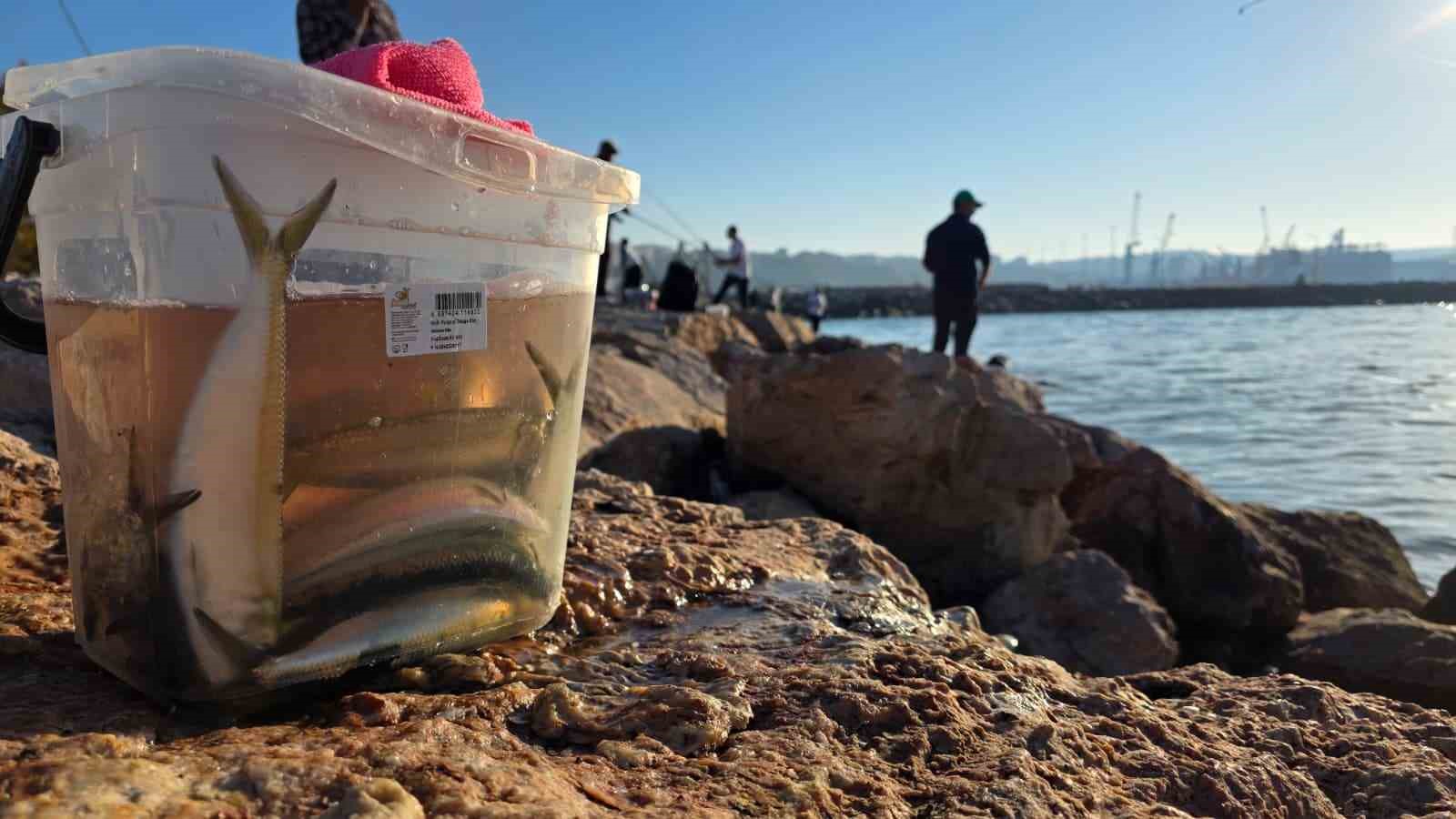 Bandırma sahilinde tırsi bereketi, kovalar kısa sürede doldu
