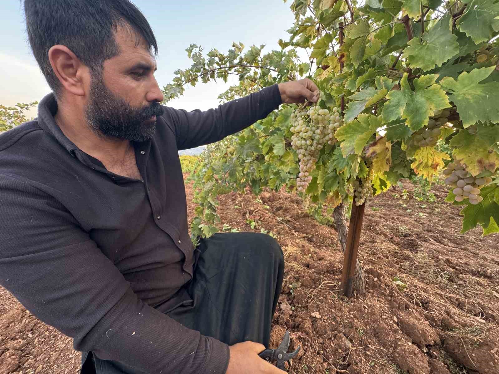 Diyarbakır’da yetiştiriliyor, 81 ile gönderiliyor