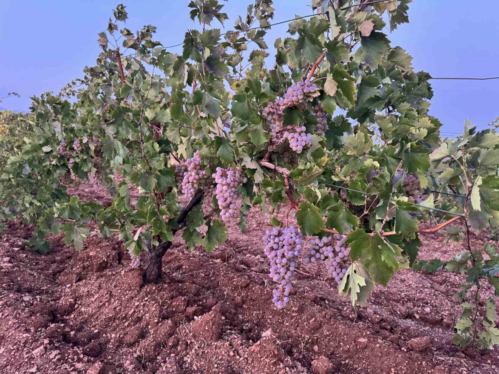 Diyarbakır’da yetiştiriliyor, 81 ile gönderiliyor