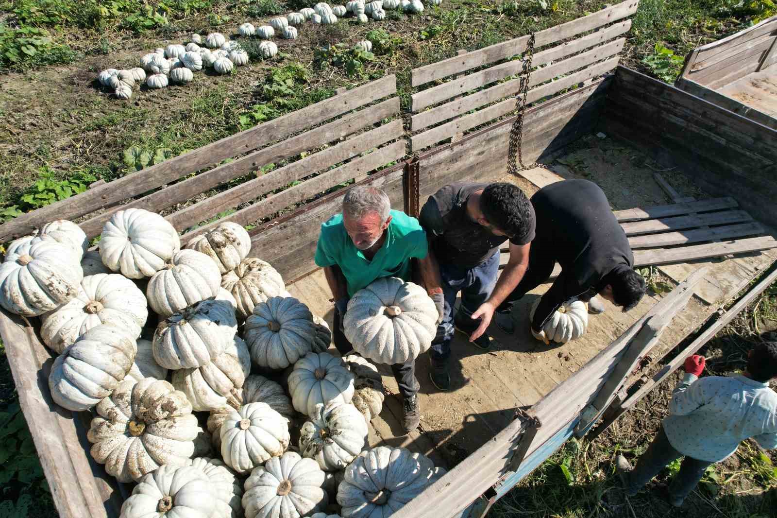 Sakarya’nın coğrafi tescilli Beyaz Elmas’ının tarladan sofraya yolculuğu