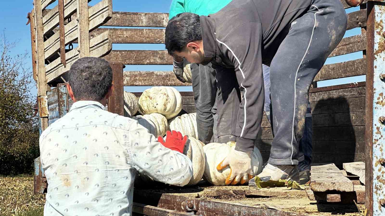 Sakarya’nın coğrafi tescilli Beyaz Elmas’ının tarladan sofraya yolculuğu