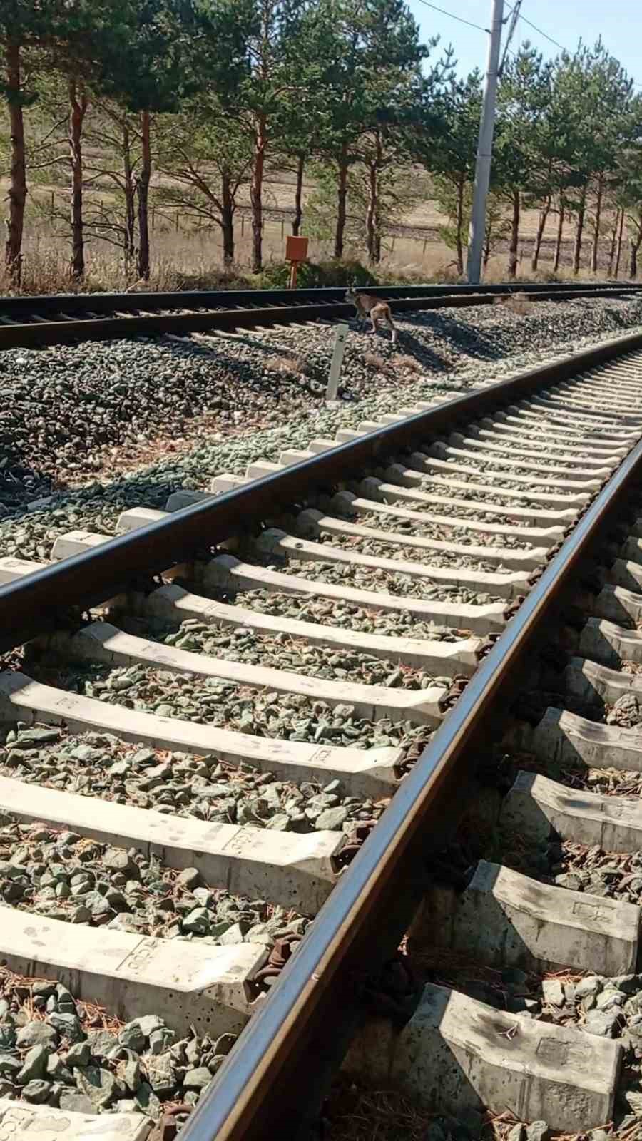 Sivas’ta tren yolunda görülen vaşak ailesi cep telefonu kamerasıyla görüntülendi