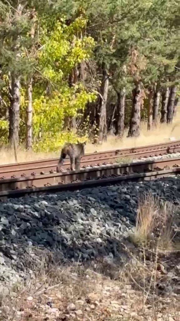 Sivas’ta tren yolunda görülen vaşak ailesi cep telefonu kamerasıyla görüntülendi