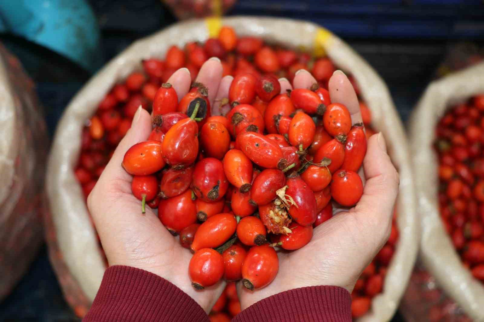 Dikenli dallar arasında zorlu kuşburnu mesaisi