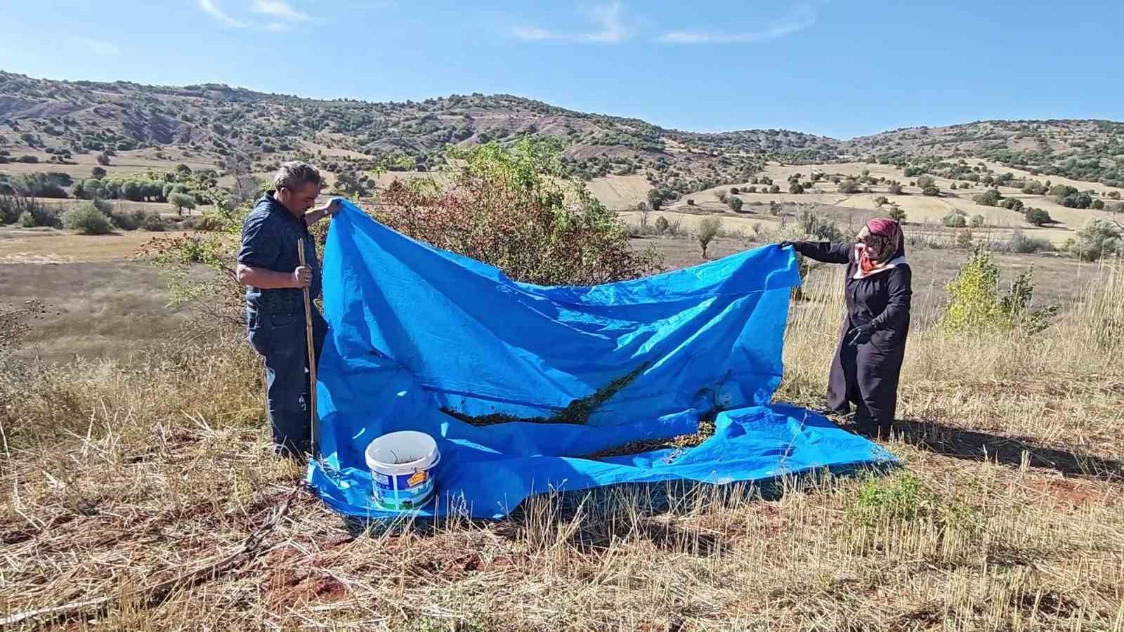 Dikenli dallar arasında zorlu kuşburnu mesaisi