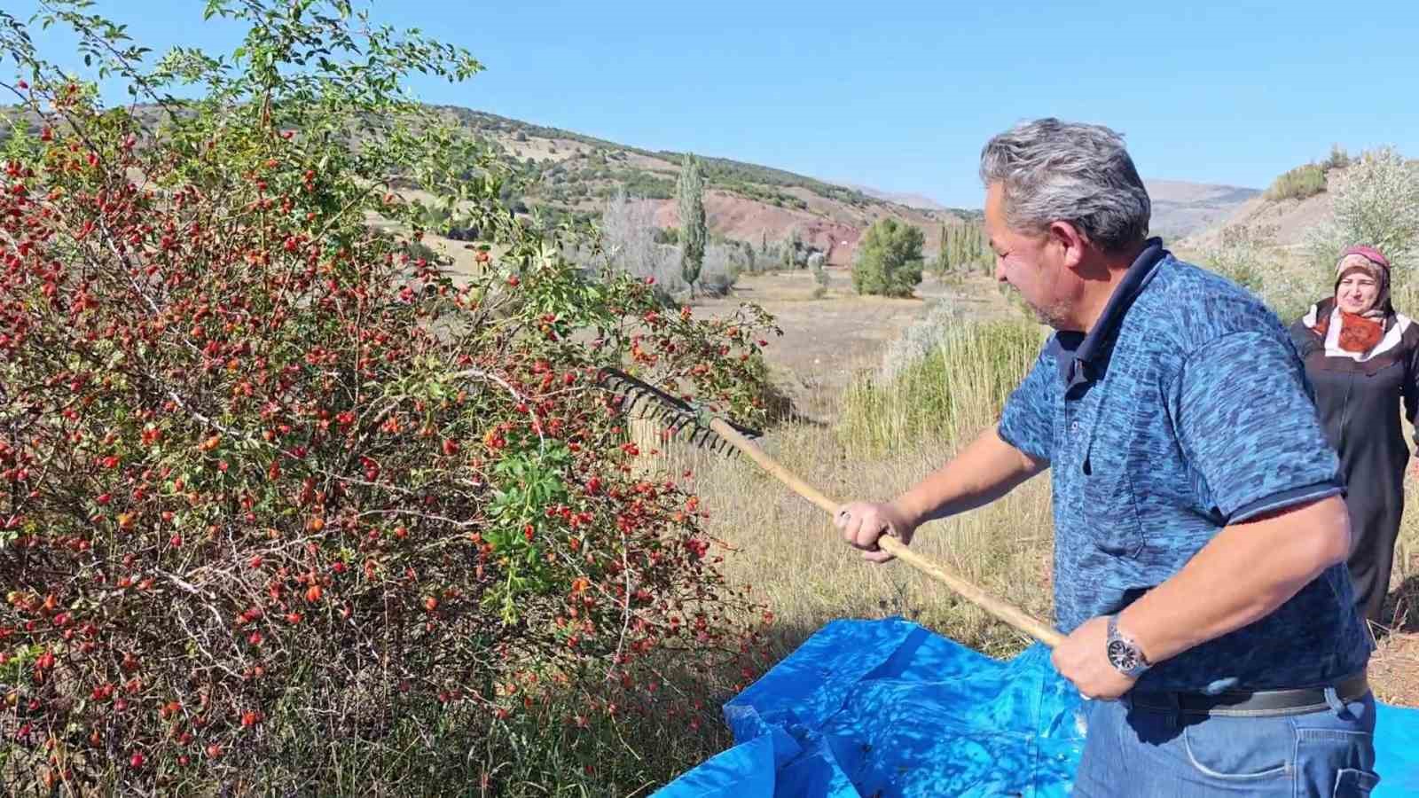 Dikenli dallar arasında zorlu kuşburnu mesaisi