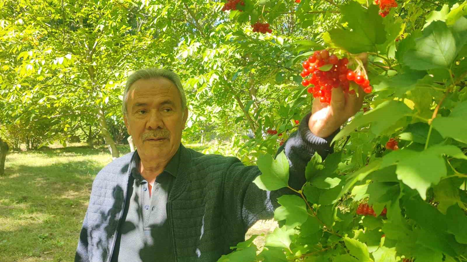 Yozgat’ta gilaburu meyvesinin hasadı başladı