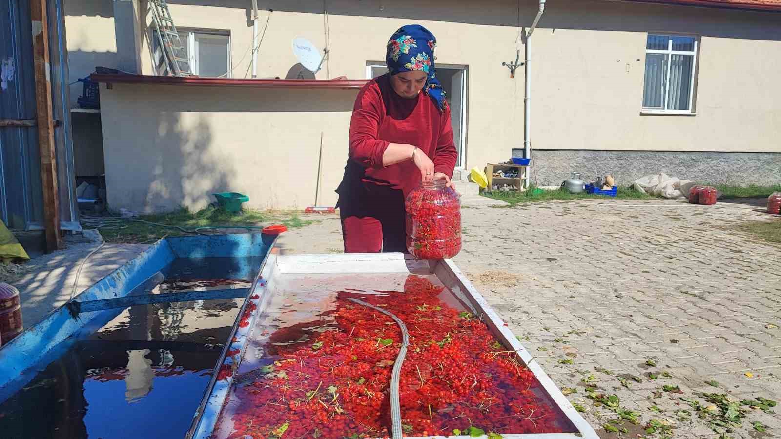 Yozgat’ta gilaburu meyvesinin hasadı başladı