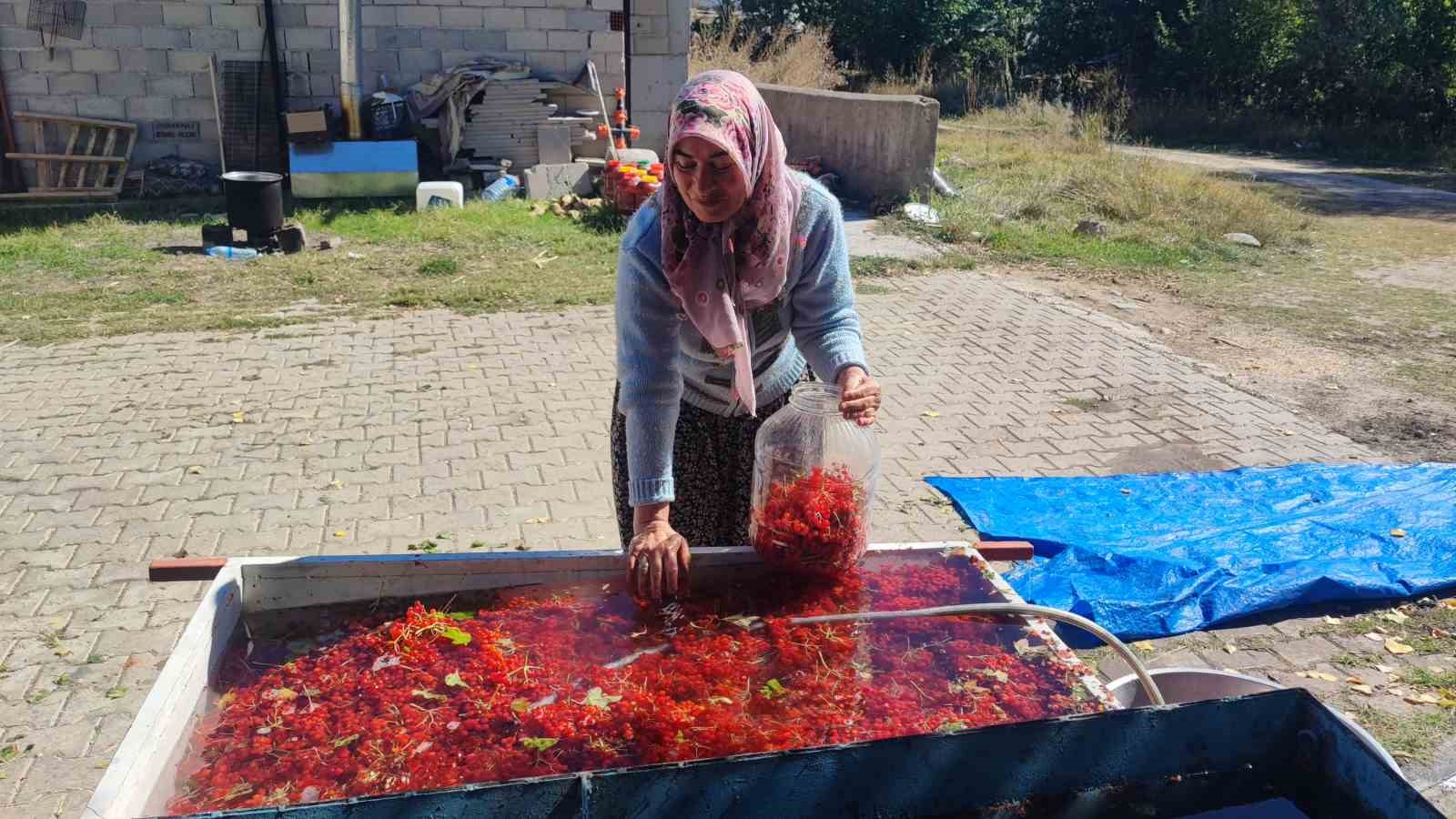 Yozgat’ta gilaburu meyvesinin hasadı başladı