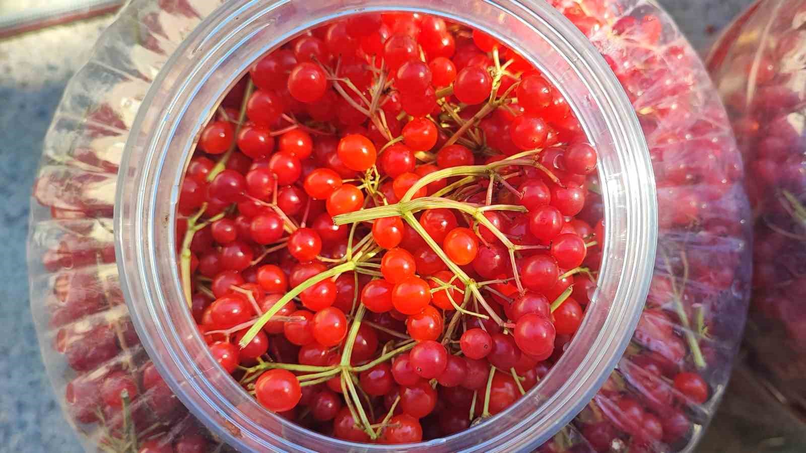 Yozgat’ta gilaburu meyvesinin hasadı başladı