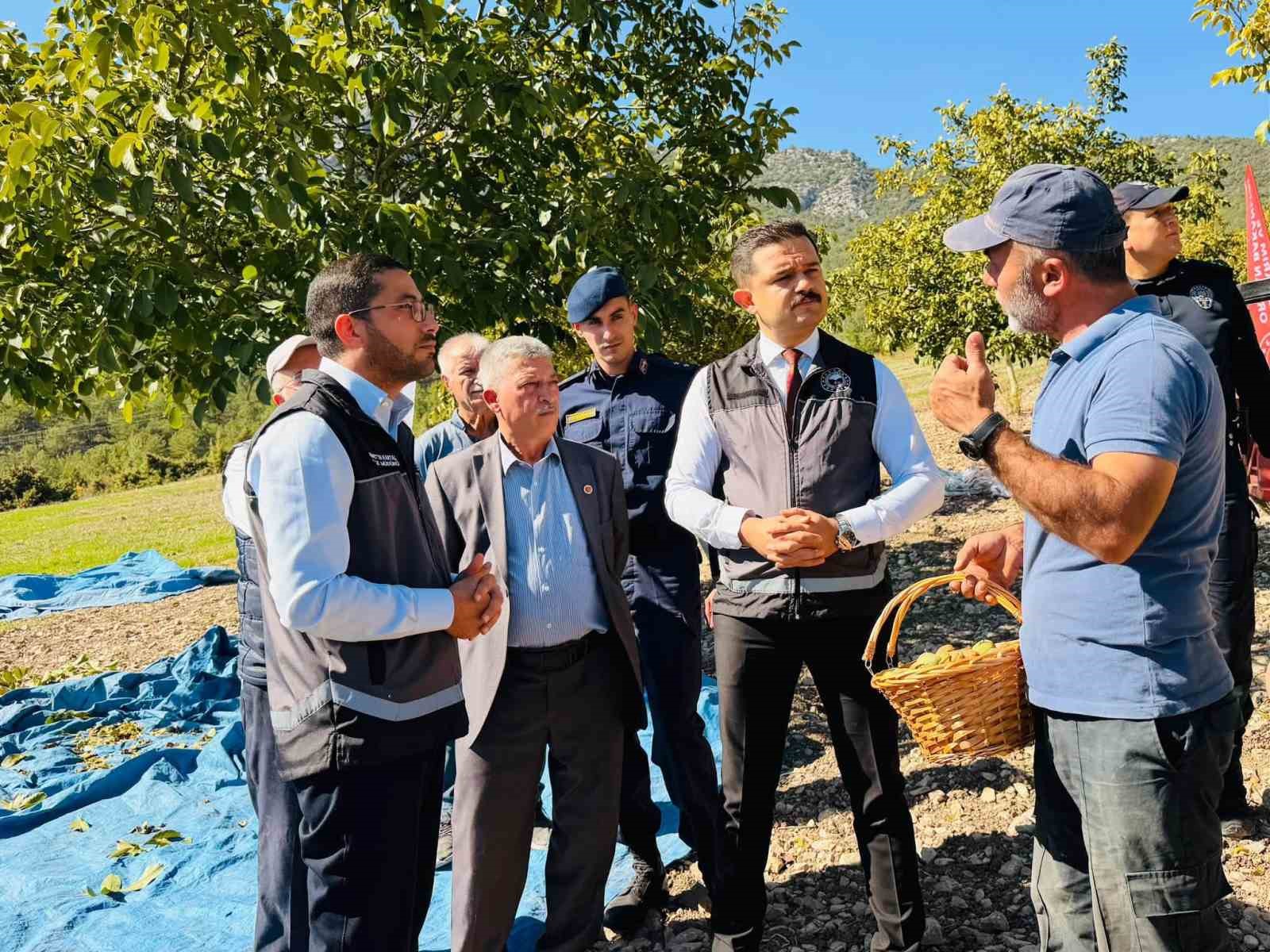 Gölpazarı’nda ceviz hasadı başladı