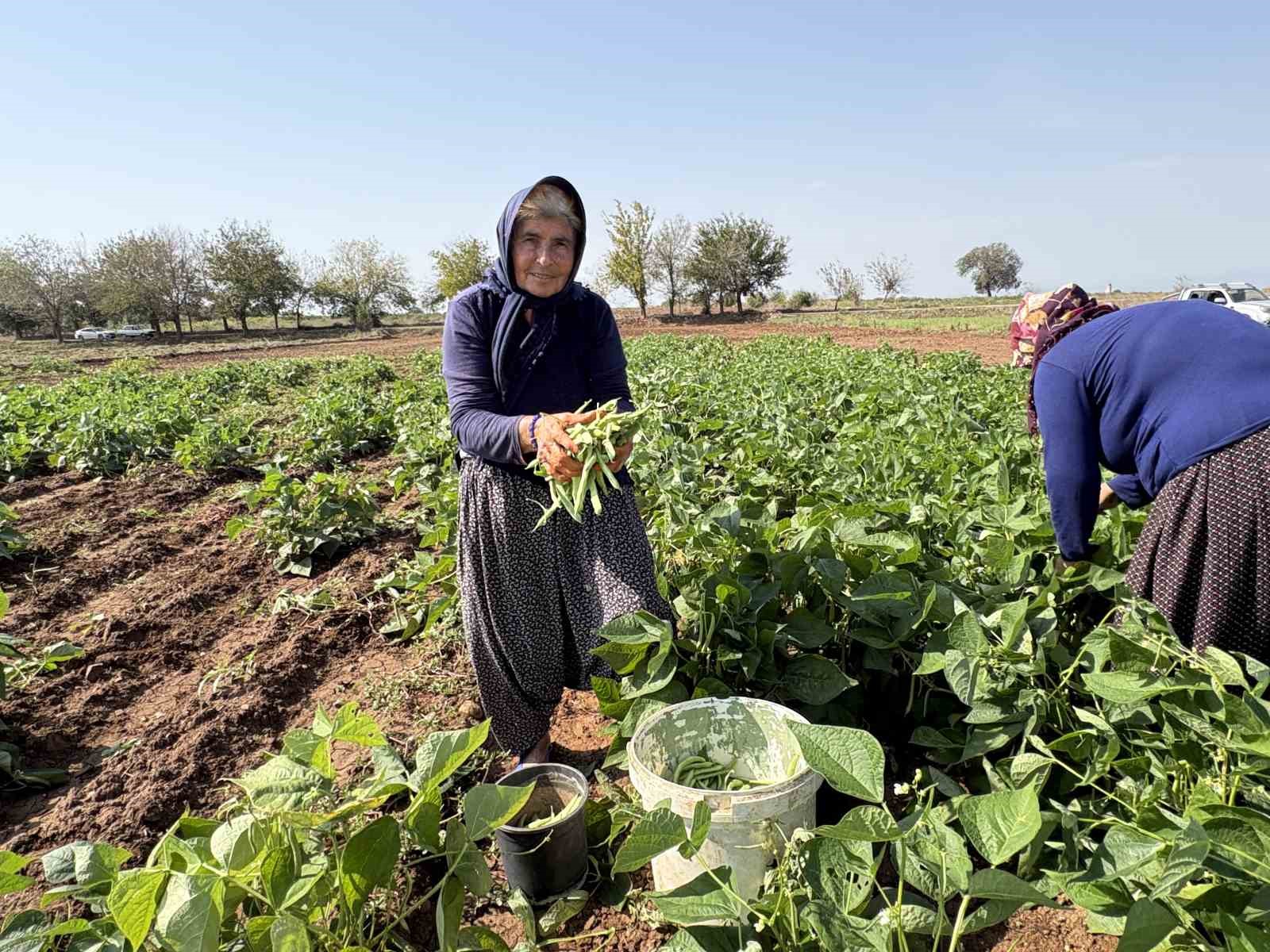 Osmaniye’de asker harçlığı için ekilen fasulyede ilk hasat sevinci