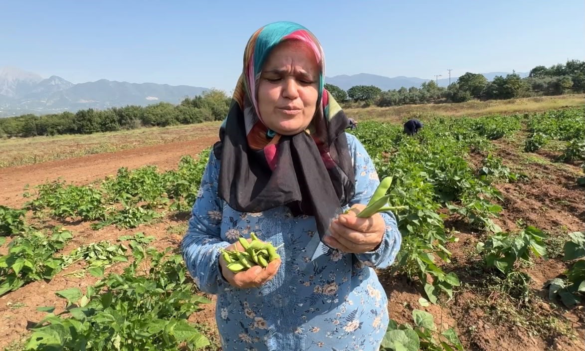Osmaniye’de asker harçlığı için ekilen fasulyede ilk hasat sevinci