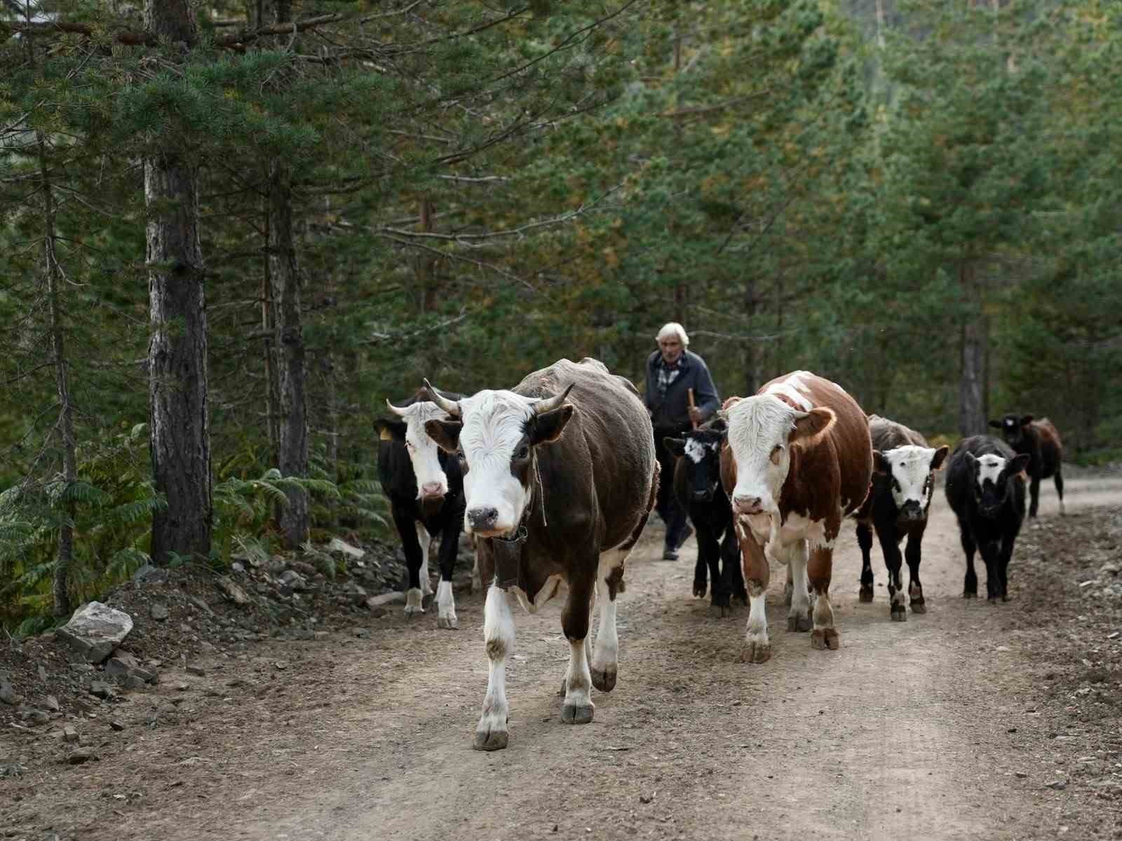 Yaylada vargit çiçekleri açtı, dönüş yolculuğu başladı