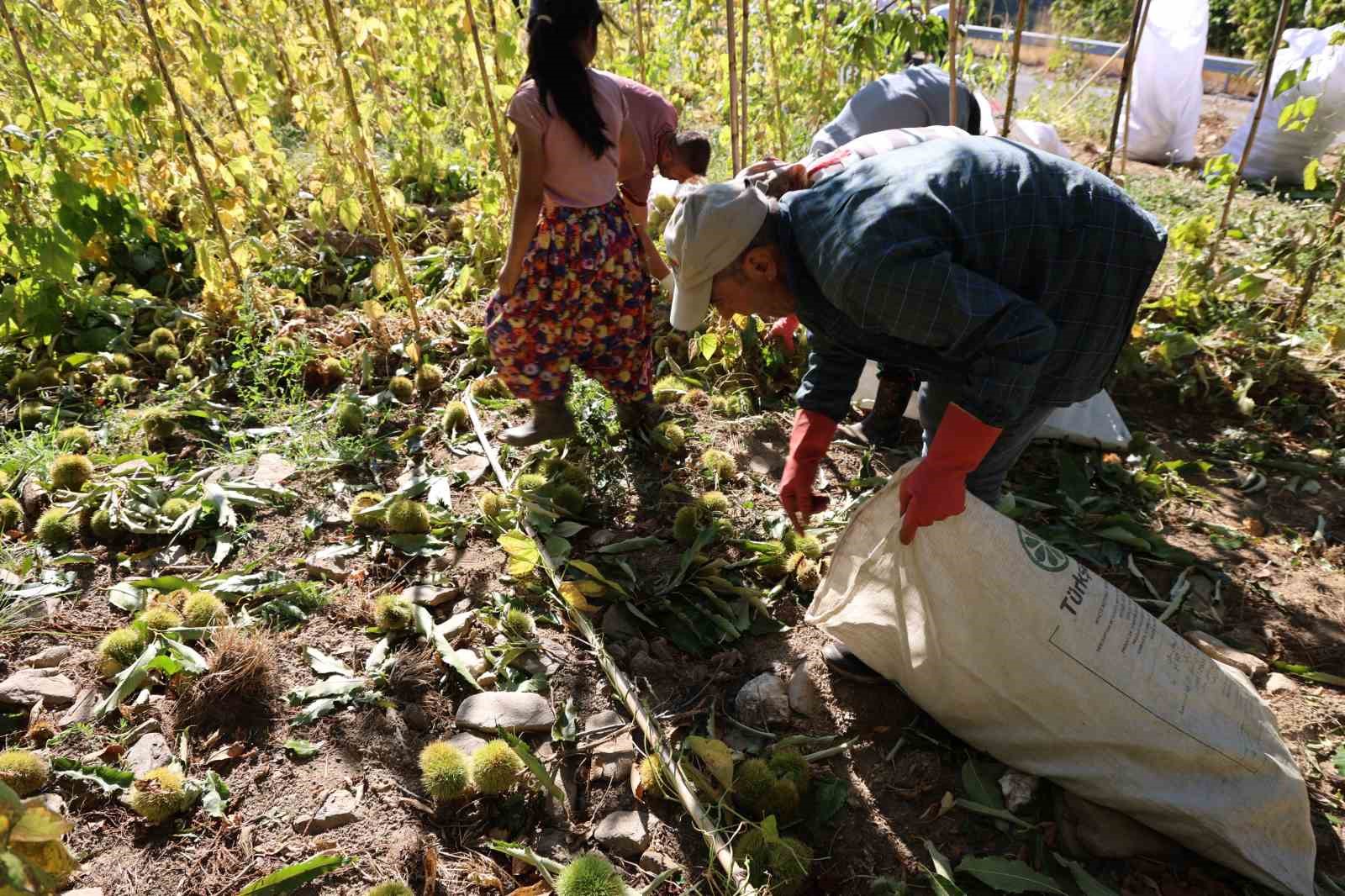 Aydın’da kestane hasadı başladı