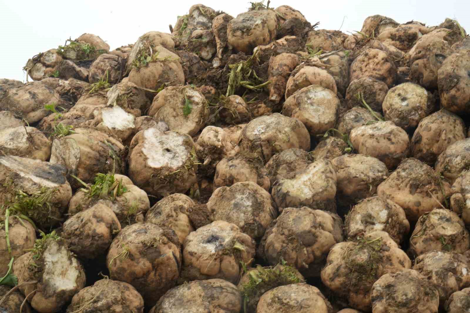 Muş ekonomisine pancardan 2 buçuk milyar TL’lik katkı