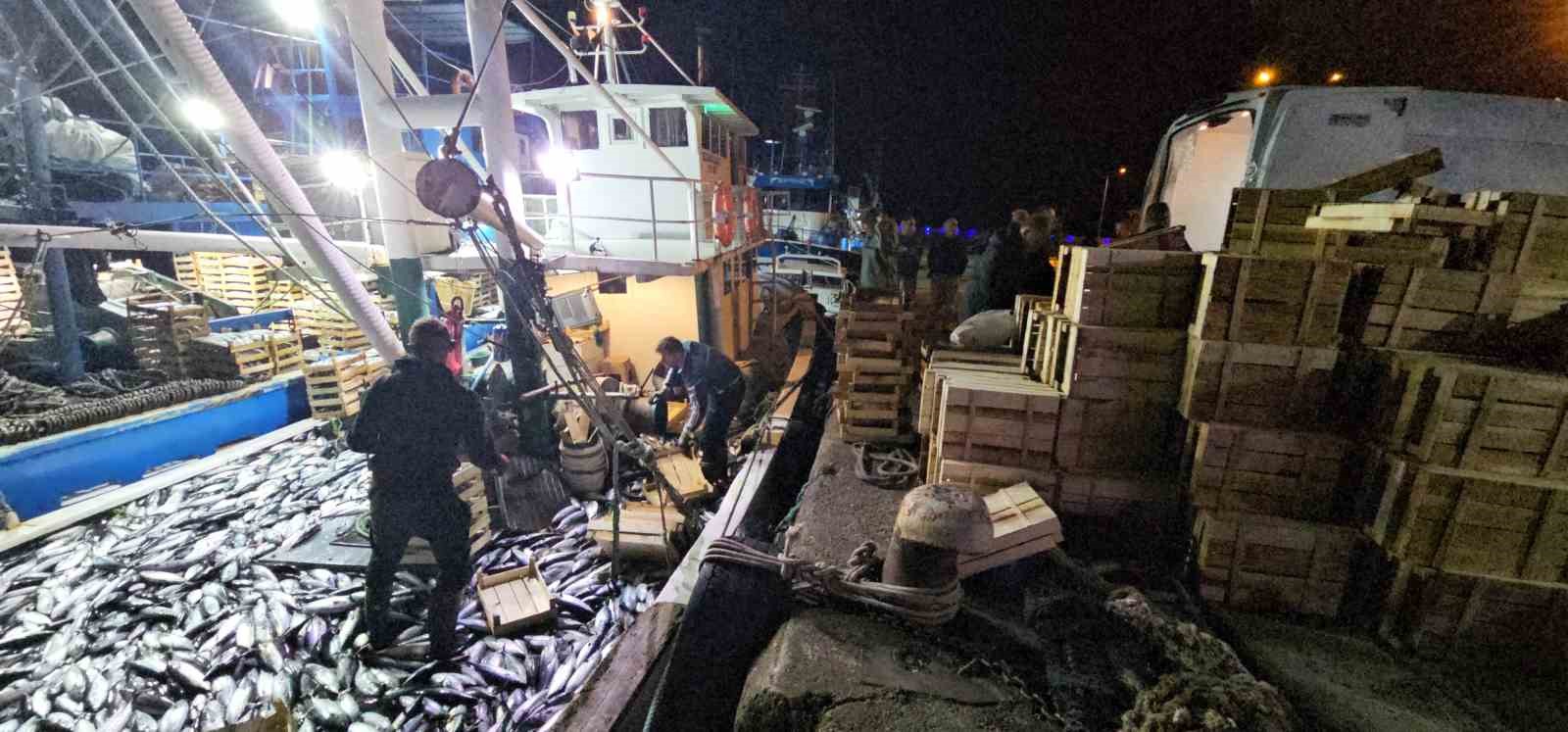 Karadeniz’e palamut bereketi sürüyor: Kasa kasa palamutla limana dönüyorlar