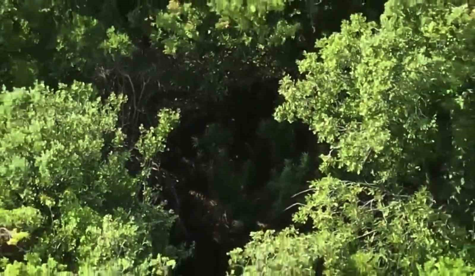 Ormanlık alandaki hazine arazisine kenevir eken şüpheli tutuklandı
