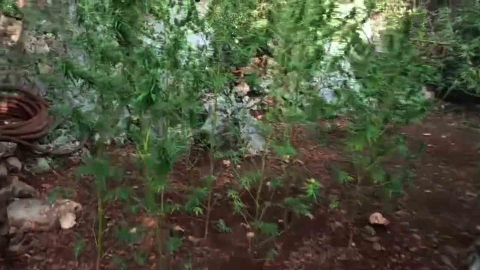 Ormanlık alandaki hazine arazisine kenevir eken şüpheli tutuklandı
