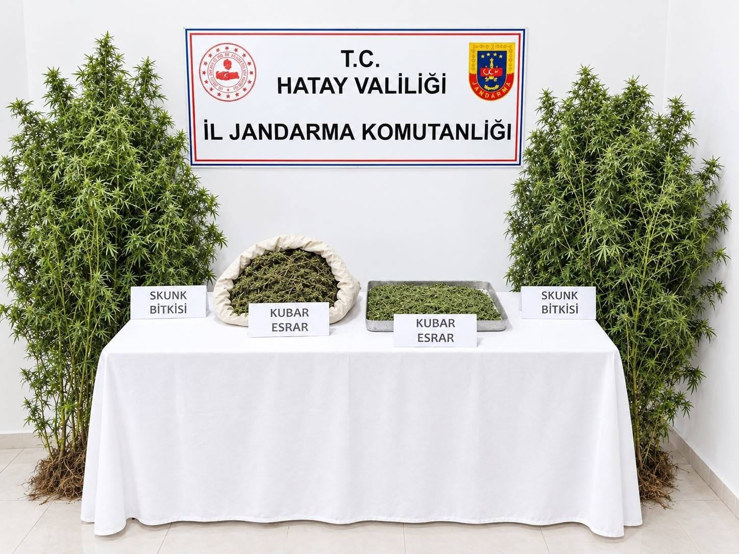 Ormanlık alandaki hazine arazisine kenevir eken şüpheli tutuklandı