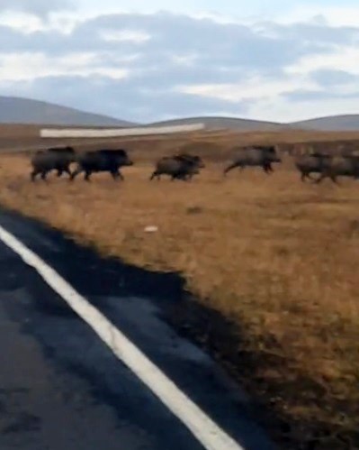 Kars’ta domuz sürüsü görüntülendi