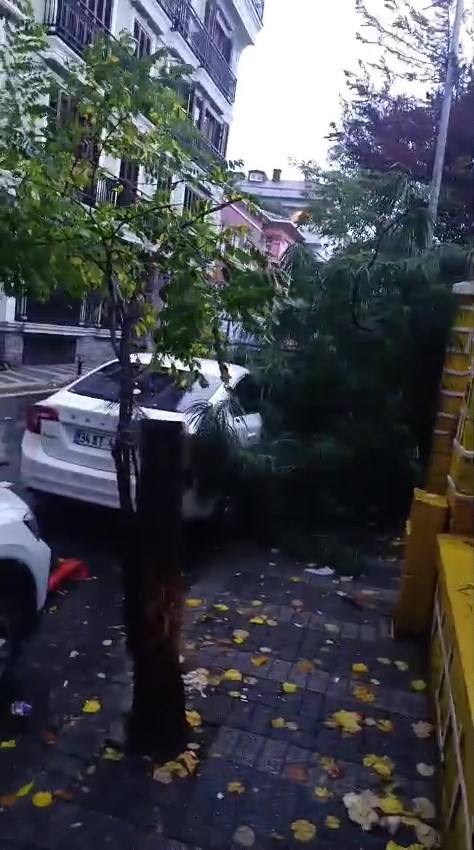 Üsküdar’da okul bahçesindeki ağaç devrildi