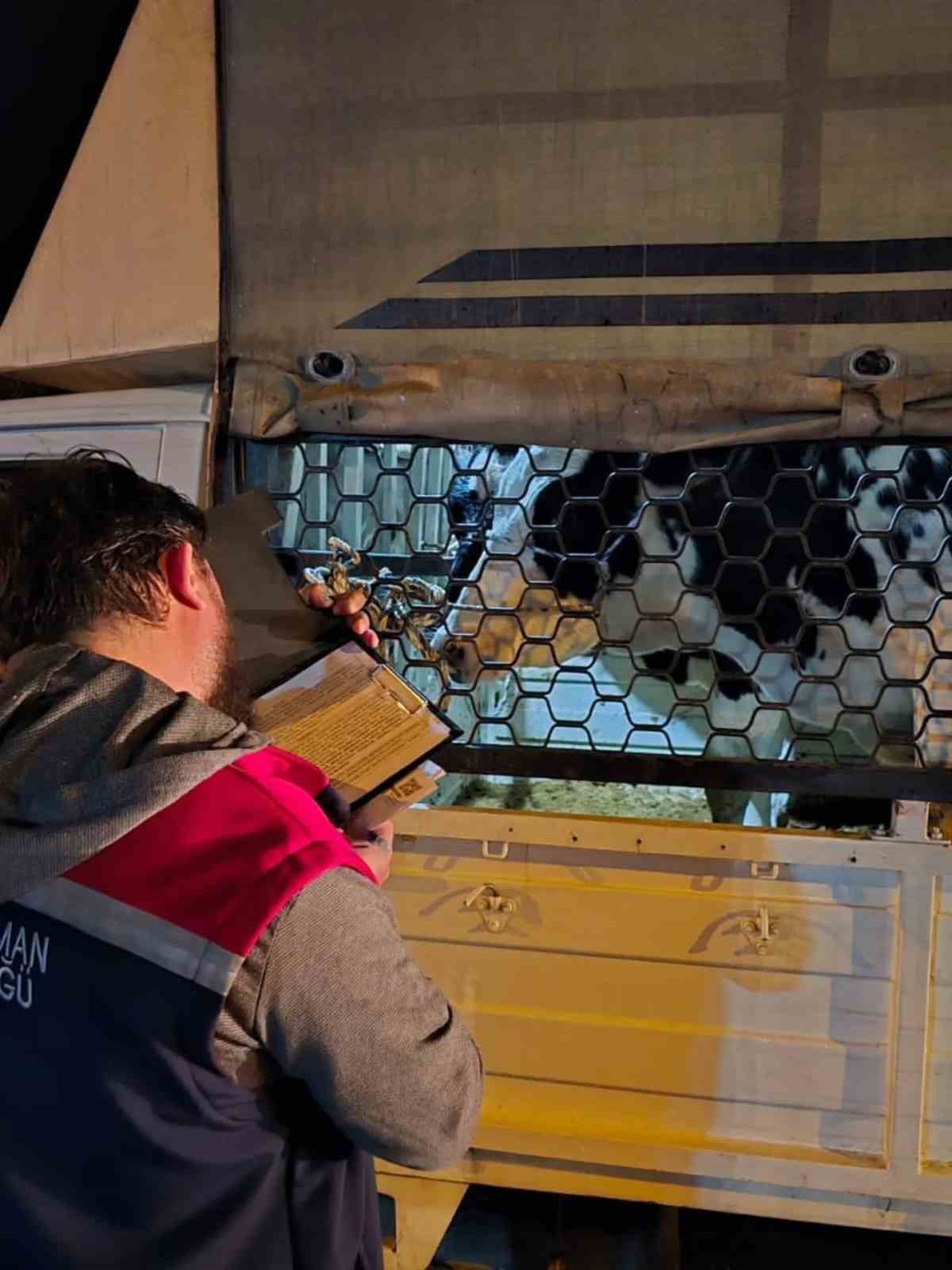 Çine Hayvan Pazarı denetimlerle yeniden açıldı