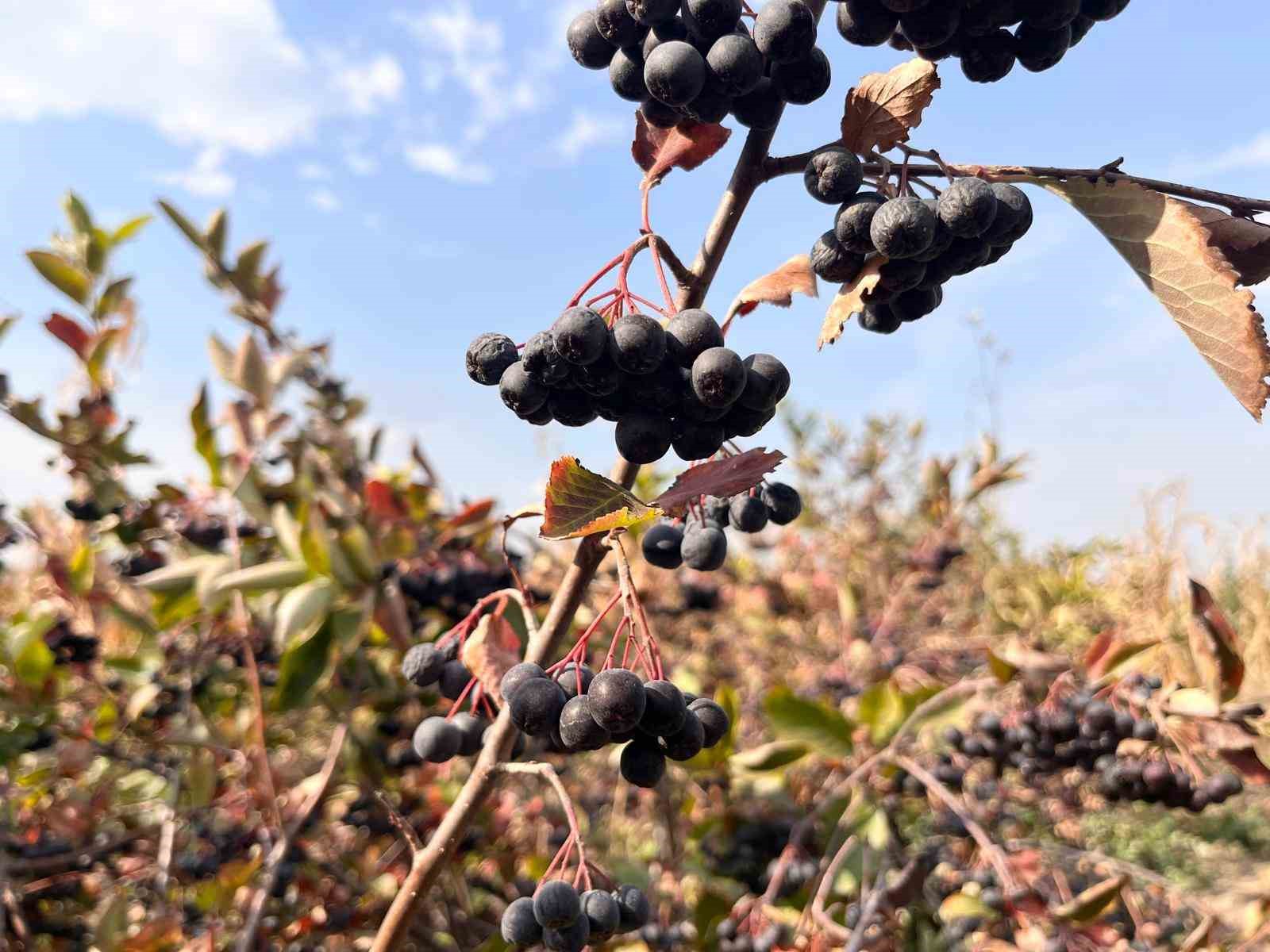 Tekirdağ’da "süper meyve" aronyanın hasadı başladı