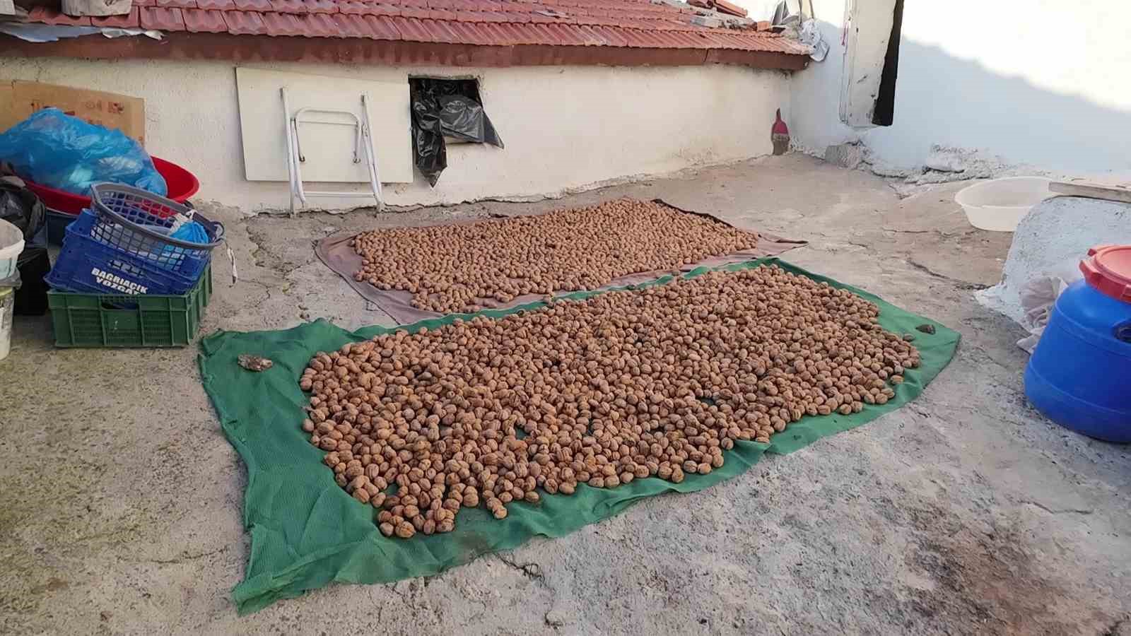 Yozgat’ta ceviz hasadı başladı: Üretici verimden memnun