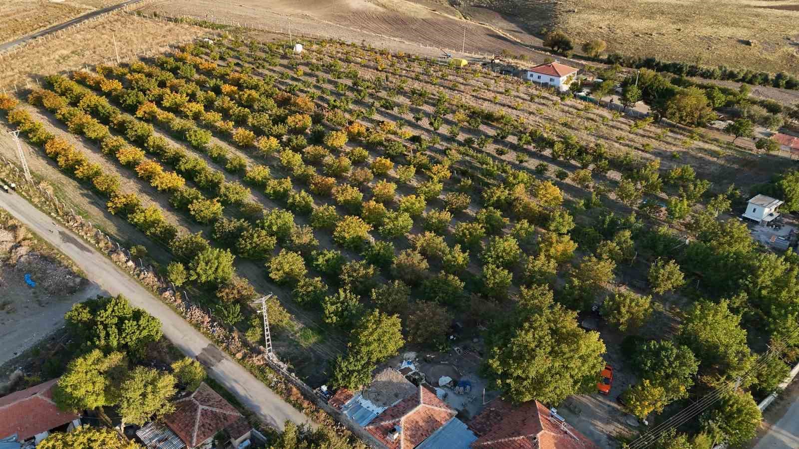 Yozgat’ta ceviz hasadı başladı: Üretici verimden memnun