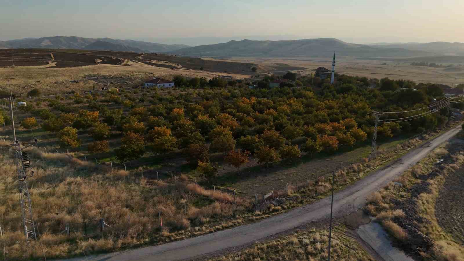 Yozgat’ta ceviz hasadı başladı: Üretici verimden memnun