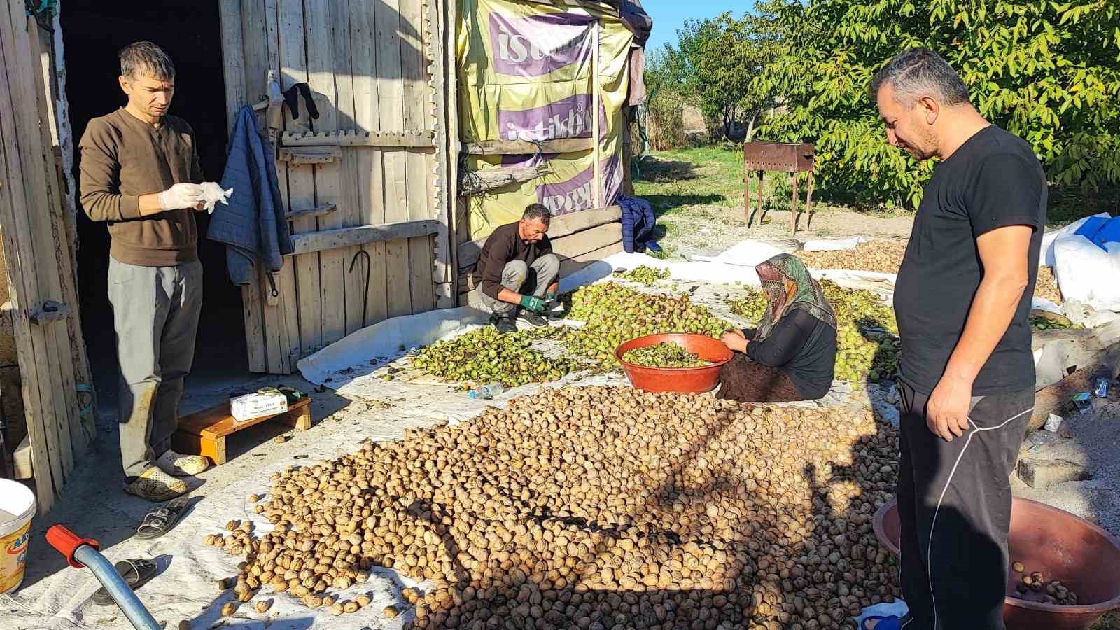 Yozgat’ta ceviz hasadı başladı: Üretici verimden memnun