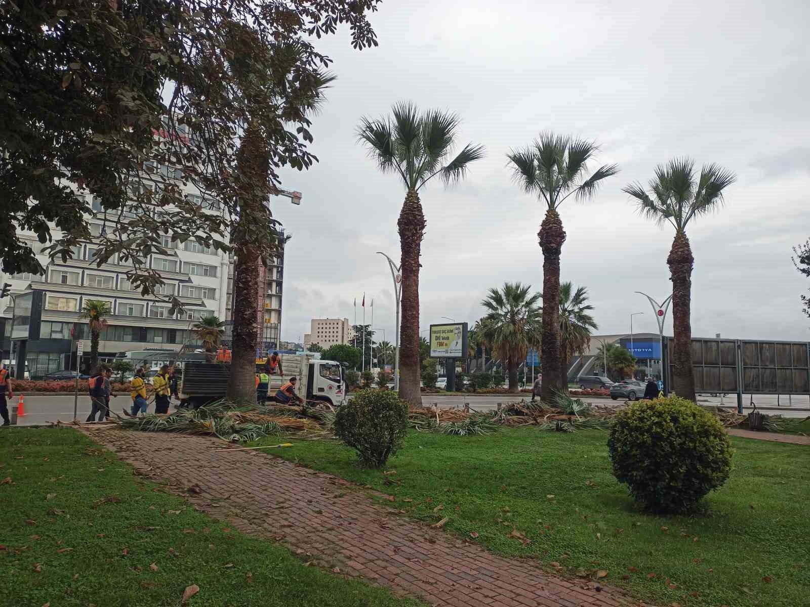 Meydan çevresindeki palmiye ağaçlarına sonbahar-kış bakımı