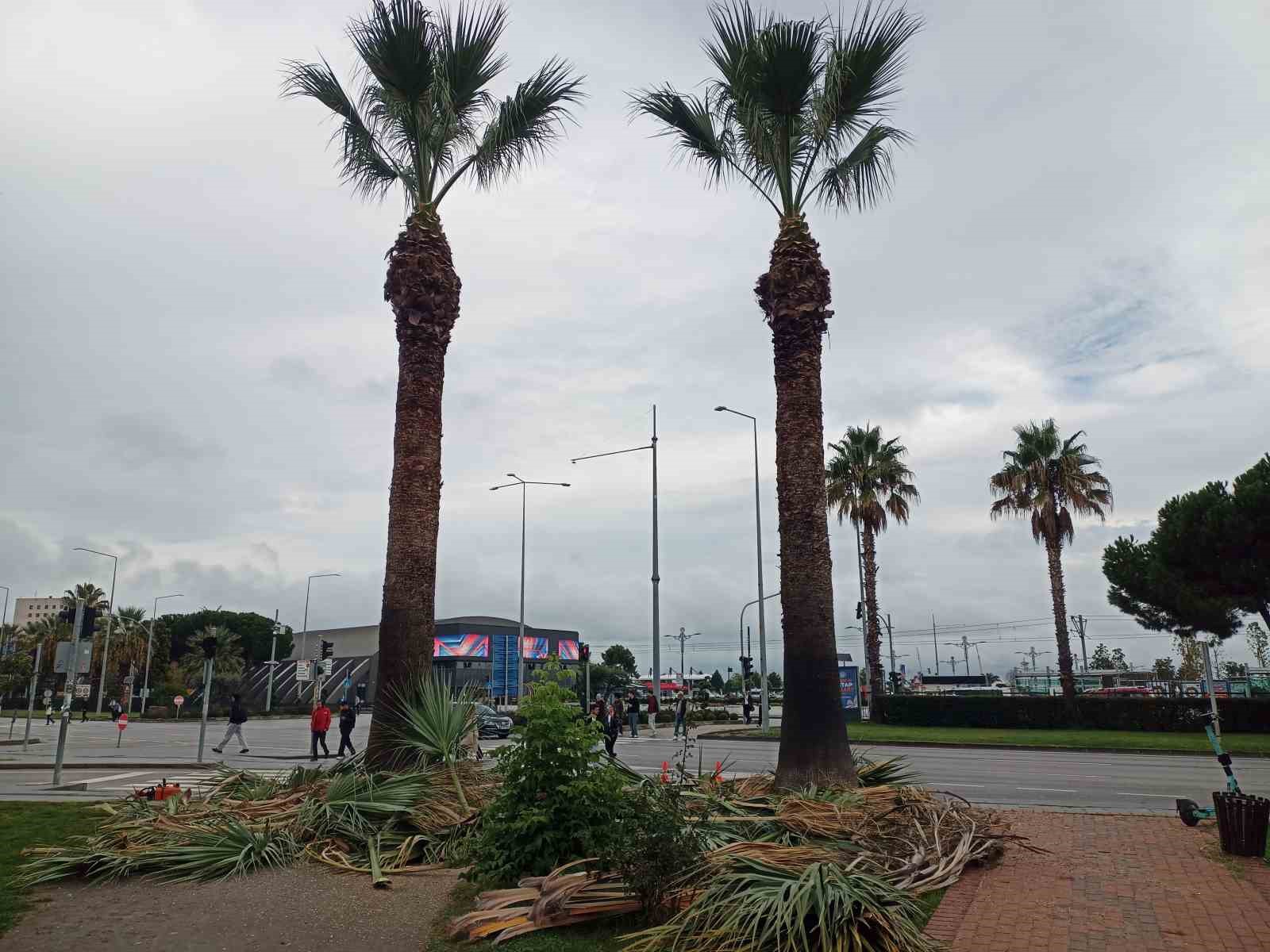 Meydan çevresindeki palmiye ağaçlarına sonbahar-kış bakımı