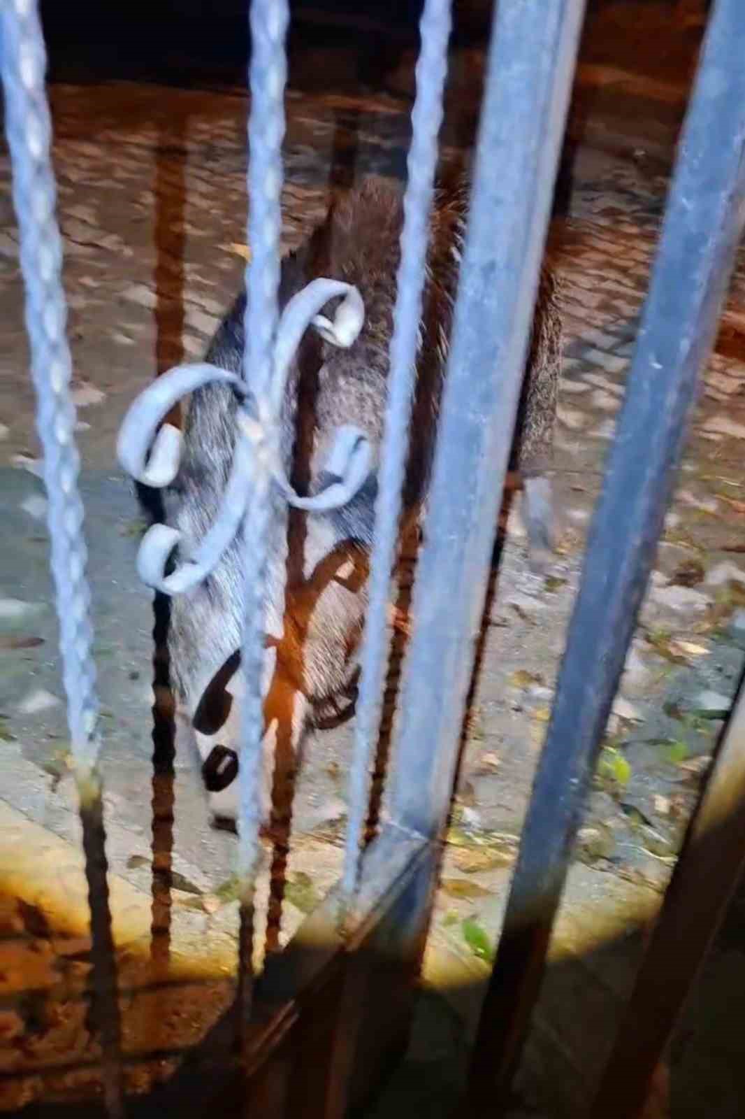 Tunceli’de bahçesine girmek isteyen yaban domuzu vatandaşa korku dolu anlar yaşattı