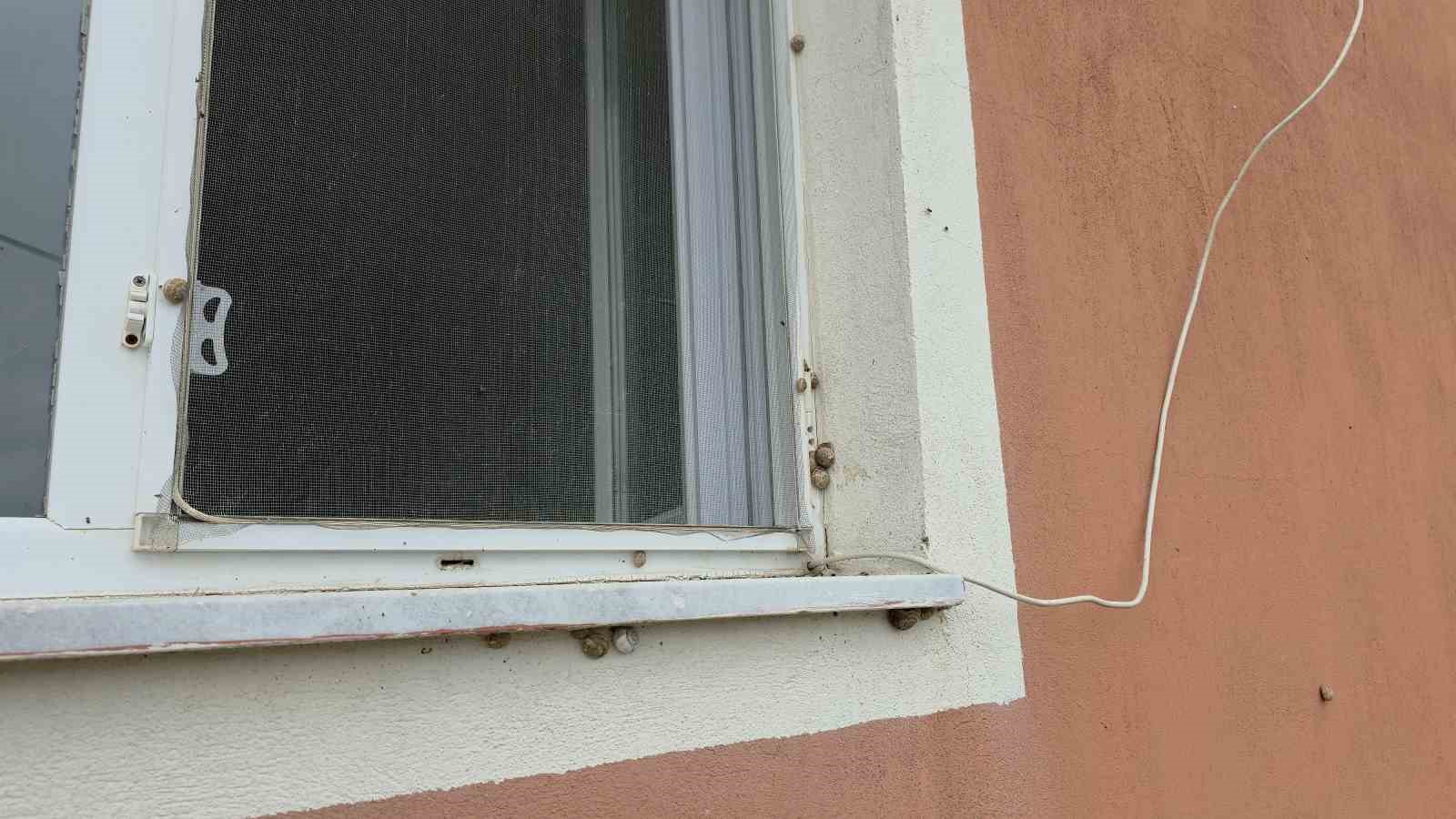 Depremin ardından ortaya çıkan salyangozlar mahalleyi ele geçirdi