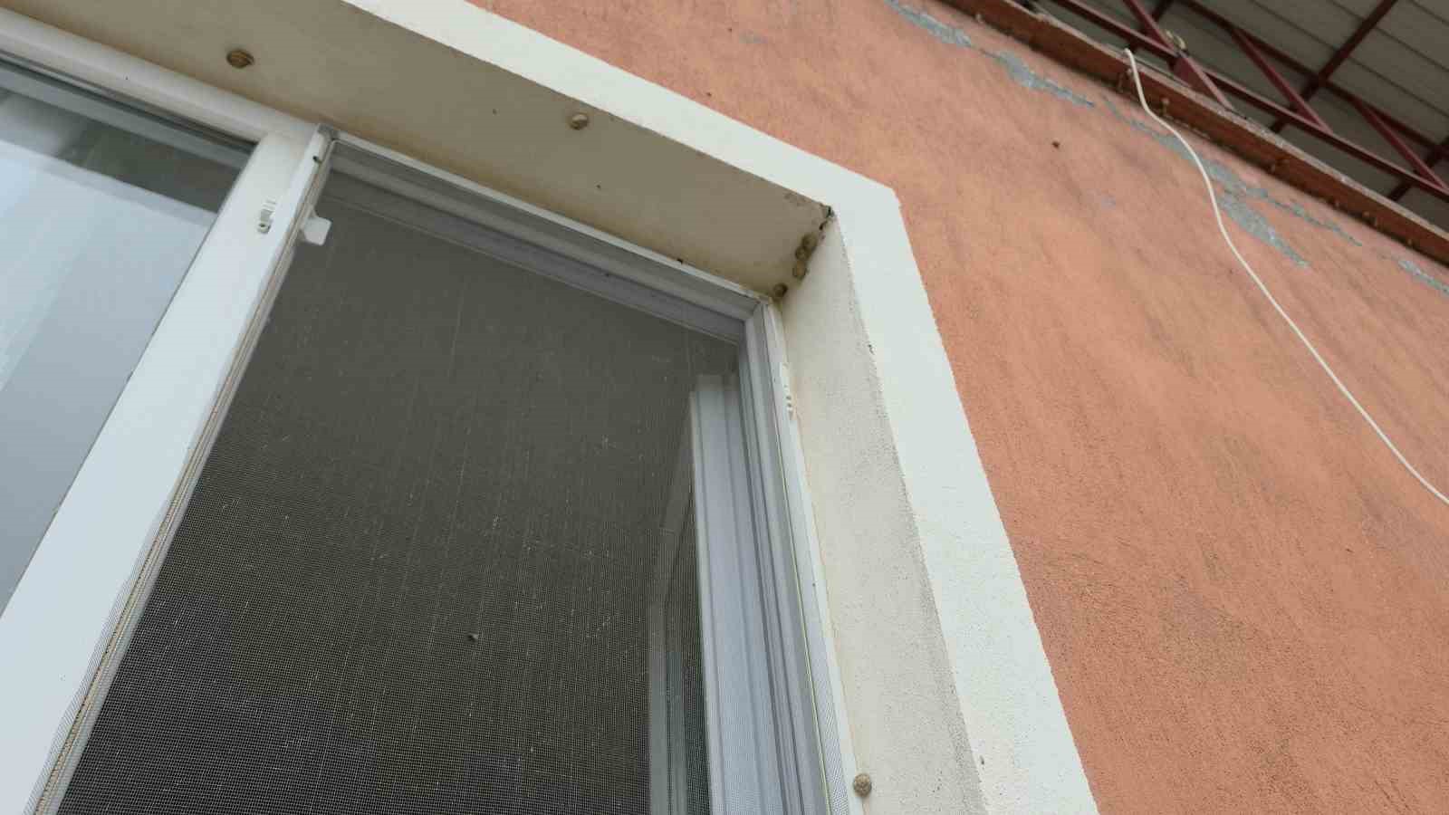 Depremin ardından ortaya çıkan salyangozlar mahalleyi ele geçirdi