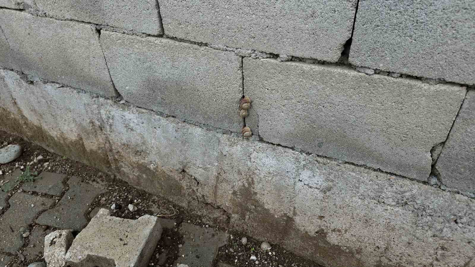 Depremin ardından ortaya çıkan salyangozlar mahalleyi ele geçirdi