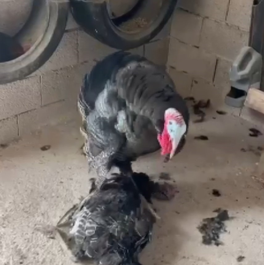 Erkek hindi, vefat eden dişi hindinin başından ayrılmadı