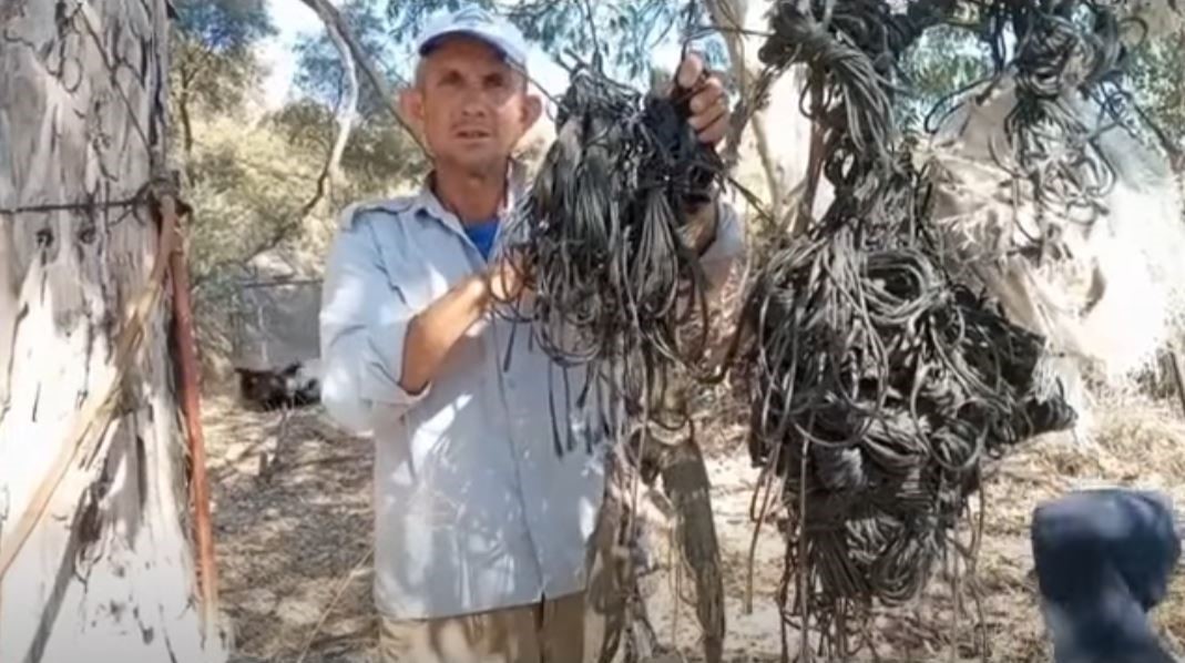 Leylek yuvalarındaki plastik ipler yavruların hayatını tehdit ediyor