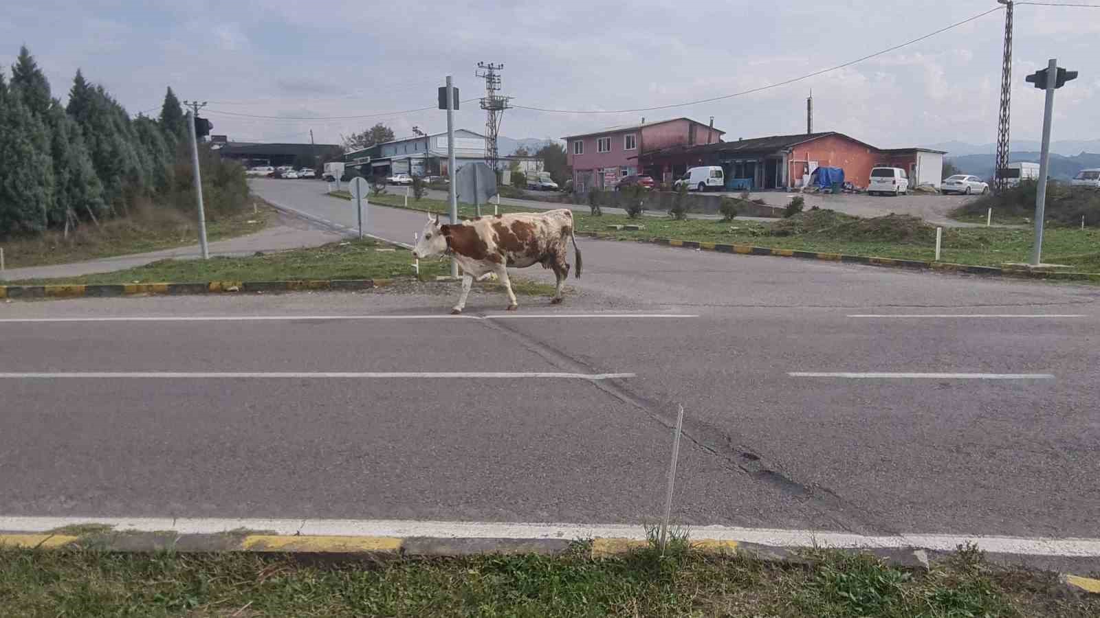 Karayolunda başıboş gezen hayvanlar tehlike saçıyor