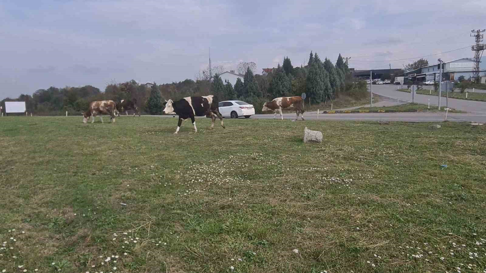 Karayolunda başıboş gezen hayvanlar tehlike saçıyor