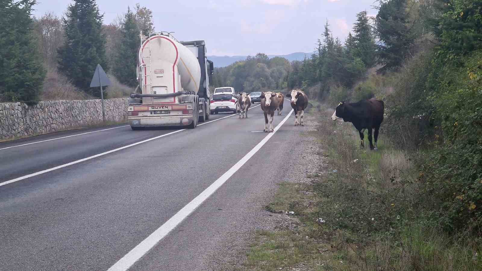 Karayolunda başıboş gezen hayvanlar tehlike saçıyor
