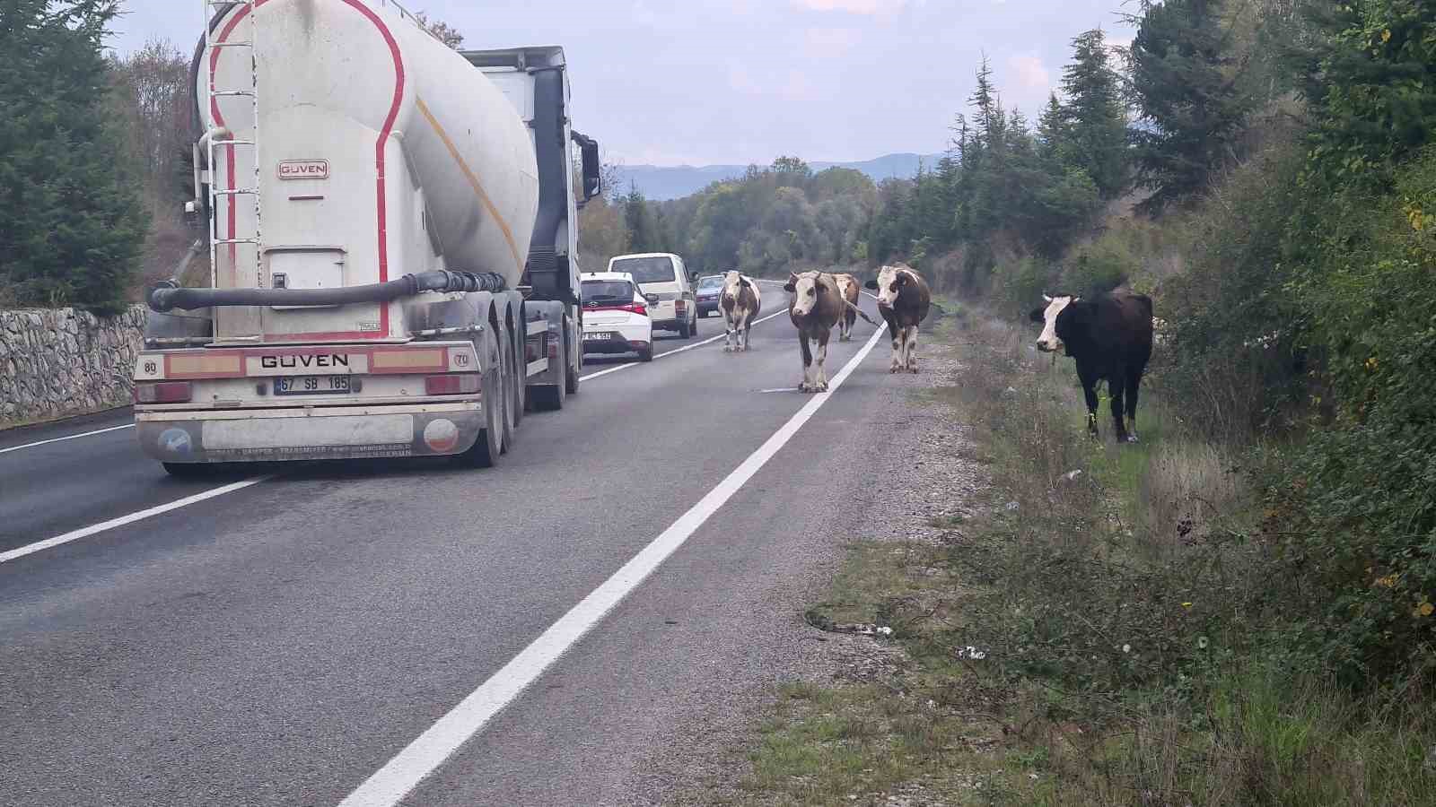 Karayolunda başıboş gezen hayvanlar tehlike saçıyor