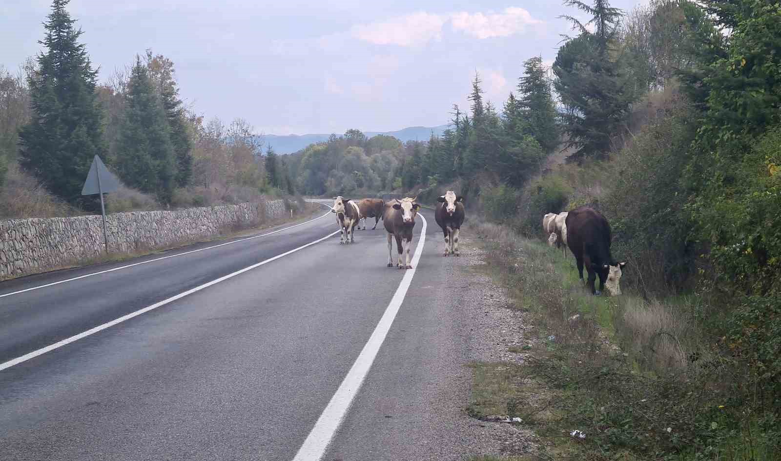 Karayolunda başıboş gezen hayvanlar tehlike saçıyor