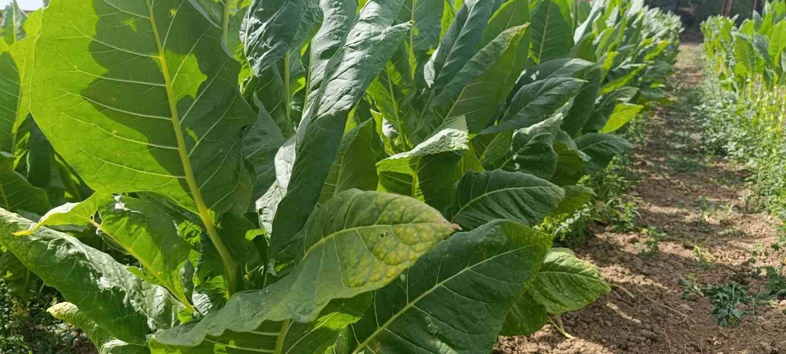 Deneme amacıyla ekilmişti, şimdi bir ilçenin geçim kaynağı oldu