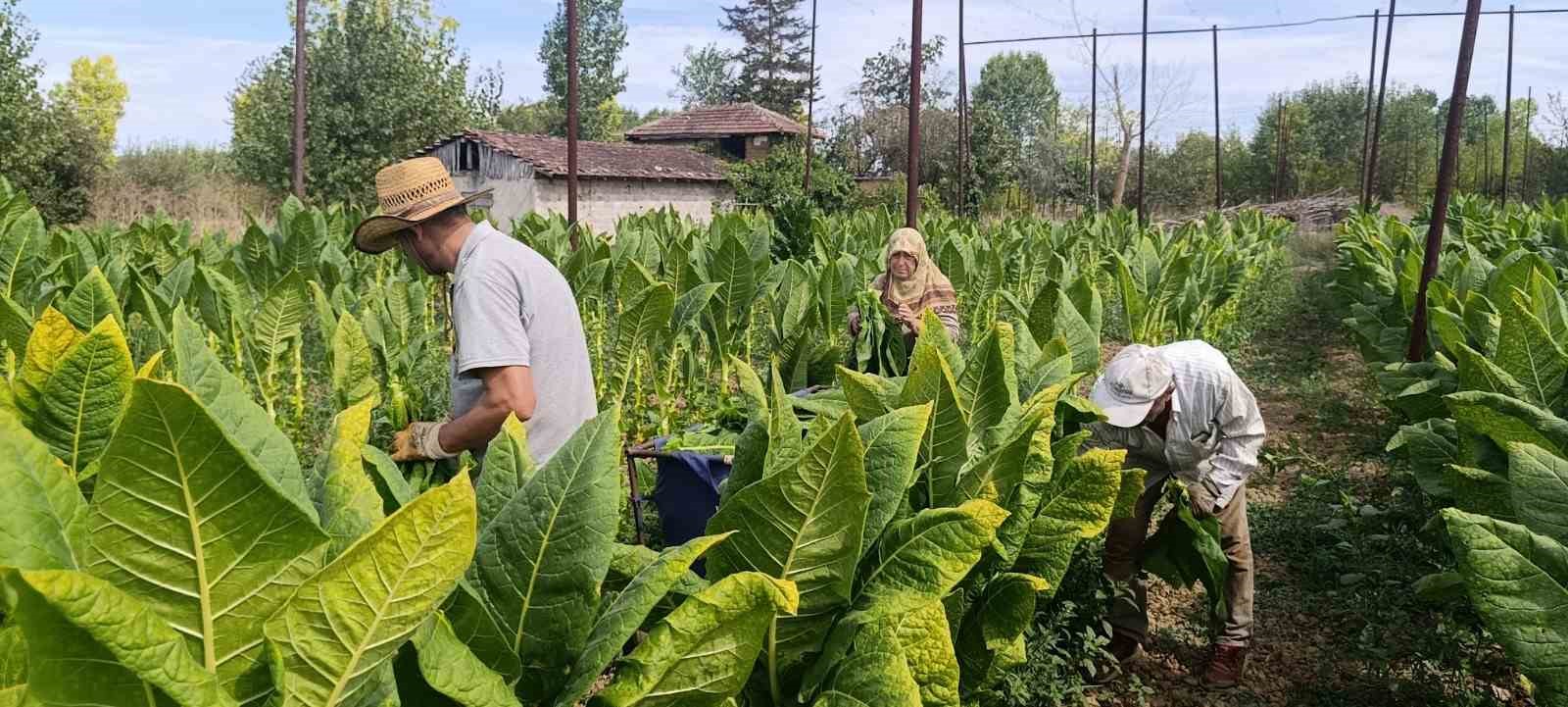 Deneme amacıyla ekilmişti, şimdi bir ilçenin geçim kaynağı oldu