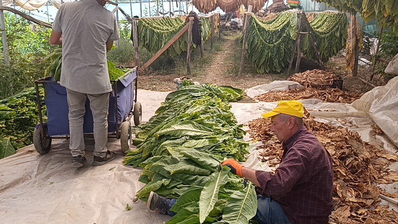 Deneme amacıyla ekilmişti, şimdi bir ilçenin geçim kaynağı oldu