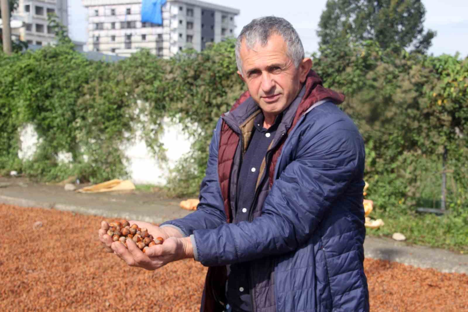 Üreticilerin zorlu fındık kurutma mesaisi: Bazı fındıklar çürümeye başladı